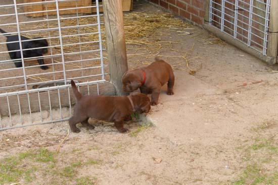 http://vom-grapenkamp.de/media/bilder/wurf-b/welpen_zwinger.jpg